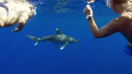 Акула напала на отца с сыном в Египте