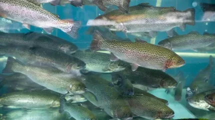 Қазақстанда ғылыми мақсатта 10 каспий лососьі ауланады