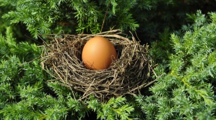 Самая старая птица в мире отложила яйцо в возрасте 74 лет