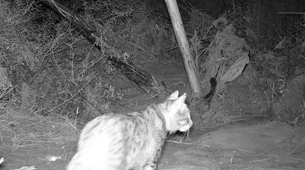 Азиатскую степную кошку впервые заметили на юге Костанайской области