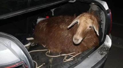 Ақтөбеде колледж студенттері ауыл тұрғындарының қойларын ұрлаған