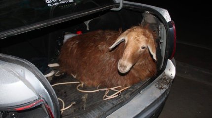 Студенты воровали овец и продавали их на рынке в Актобе