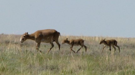 Атырау облысында 84 киіктің өлексесі табылды