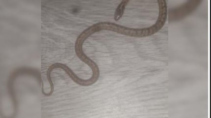 Змея заползла в дом жителя Уральска