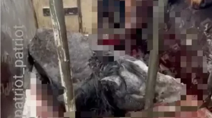 Аяғы іріңдеп, жара бүкіл денесіне тарайды: Қарағанды облысында жұмбақ дерттен жылқылар қырылып жатыр