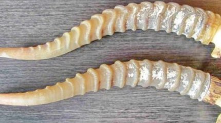 За рога с мусорки продавец антиквариата заплатит 5 миллионов штрафа