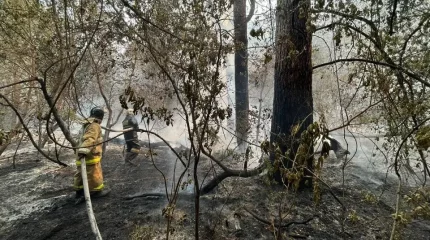 Абай облысында өртенген ағашты өңдеу зауыты салынады – министр