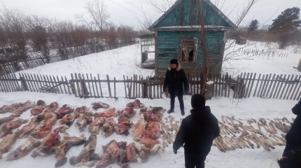 Истребили полсотни косуль: внушительные тюремные сроки получили три петропавловца
