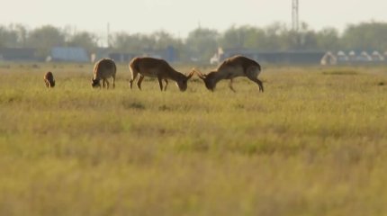 Елімізде ақбөкендерді атуға тағы тыйым салды