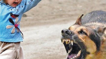 Больше полумиллиона тенге заплатил астанчанин за нападение собаки на ребёнка