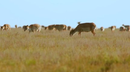 18 уголовных дел о браконьерстве возбудили при отстреле сайгаков в Казахстане