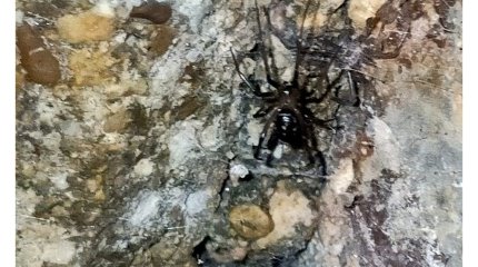 Ақтауда тұрғын үйдің жертөлесінен қарақұрттың ұясы табылды