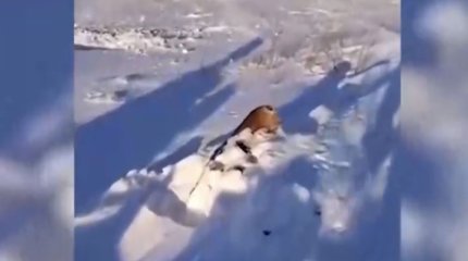 Ақтөбе облысында бір үйір жылқы қарға батып өлді