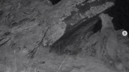 Шығыс Қазақстан облысында қар барысы камераға түсіп қалды