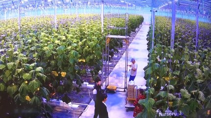 Инфрақұрылымның болмауы жылыжай кәсібін дамытуға кедергі келтіруде