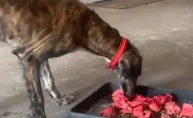 Карагандинец застрелил выставочную тазы, "приняв за бродячую"