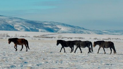 Қақаған аяз бен көк мұзда жылқылар тебіндей алмай, азықсыз қалды