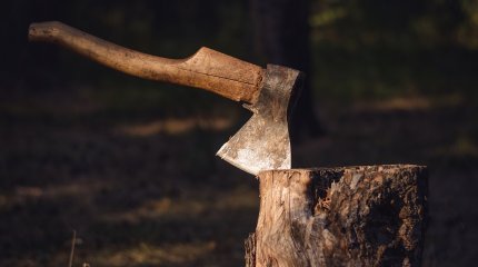 Рубил щенков топором: жестокое убийство животных расследуют в ВКО