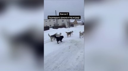 Астанадағы Көктал-2 тұрғындары иттен қорқып, көшеге шыға алмай отыр