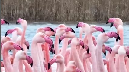 Фламинго прилетели в Мангистау (ВИДЕО)