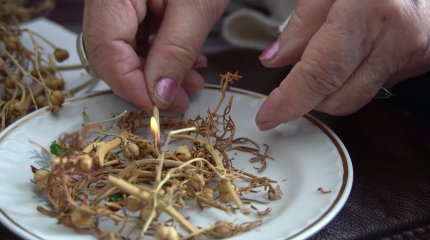 Ресейде адыраспанды пайдалануға тыйым салынды