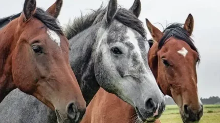 Жамбылда жайылымнан жылқы ұрлағандар ұсталды