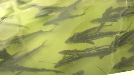 «Әр қазақстандық жылына 3 келі 700 грамм балық жейді», - Сергей Пономарев