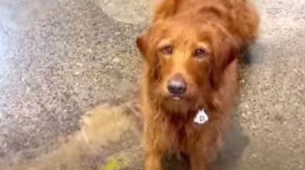 Девушка научила свою собаку 15 заклинаниям из «Гарри Поттера»