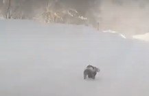 Росомаху сняли на видео в одном из сёл Казахстана