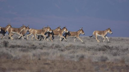 Куланов и джейранов решили пересчитать в Казахстане