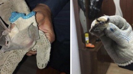 Летучих мышей обнаружили в детском саду Атырау