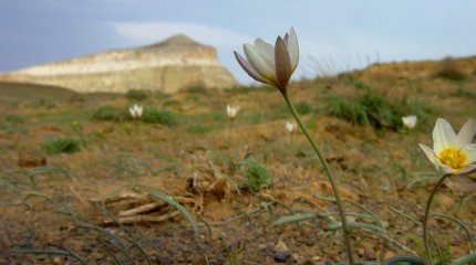 На запад Казахстана приближается весна, - "Казгидромет"