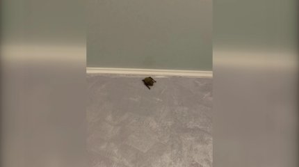 Атырауда жарқанат табылған балабақшада ата-аналар шуынан соң  дизенфекция жасалды