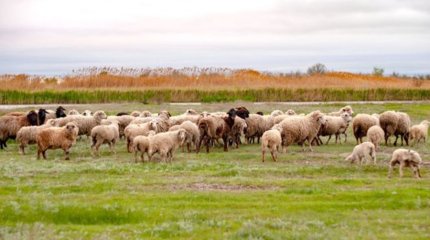 Токаев подписал поправки по вопросам использования пастбищ