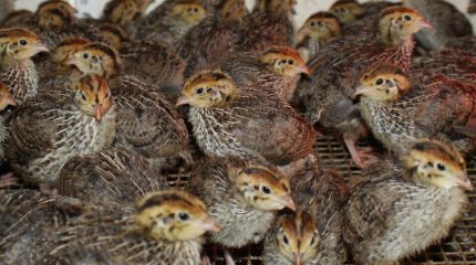 Четыре тысячи перепёлок сгорели при пожаре в Кызылординской области