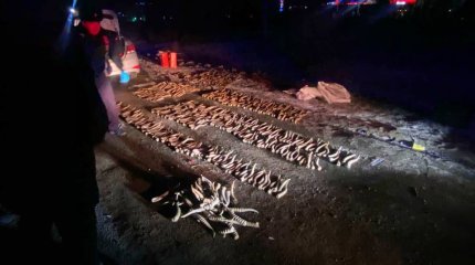 Почти 600 штук рогов сайги обнаружили полицейские в машине в Уральске