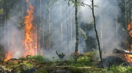 Абай облысындағы өртенген орманды қалпына келтіруге ғалымдар көмектеседі