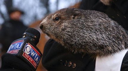 Сурок Фил предсказал раннюю весну