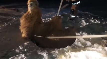 Верблюд провалился в колодец на космодроме "Байконур"