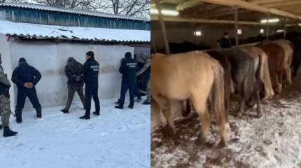 Подозреваемых в серии краж скота задержали в Туркестанской области