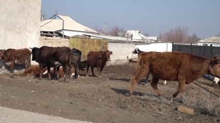 "Ауыл ішінде шибөрі емін-еркін жүр ",-тұрғын