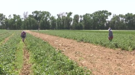 Түркістан және Қызылорда облыстарында құрғақшылық қаупі аса жоғары