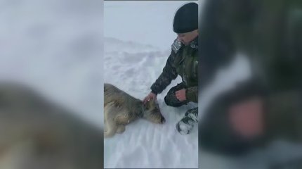 Стаи волков пугают жителей Северного Казахстана