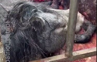 Неизвестная инфекция губит лошадей в Карагандинской области