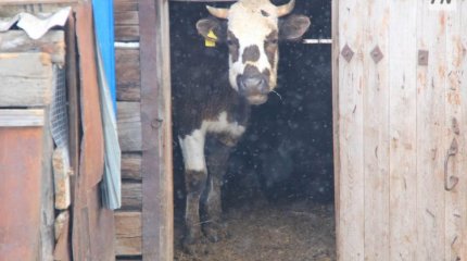 Павлодар облысында ауру жануардың сүтін ішкен бала бруцеллезге шалдықты