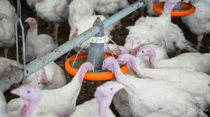 Китай снял запрет на ввоз мяса птицы из Казахстана спустя 19 лет