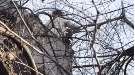 Три дня сидел на дереве: неравнодушные алматинцы спасли котенка