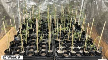 В лунном грунте впервые вырастили нут