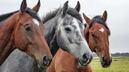 Елімізге Еуропадан жабайы жылқылар жеткізіледі