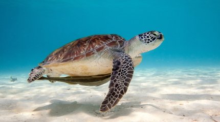 В Танзании из-за употребления мяса черепахи умерли девять человек